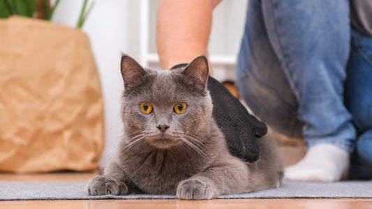 Szőrleszedő kesztyű kutyáknak és macskáknak