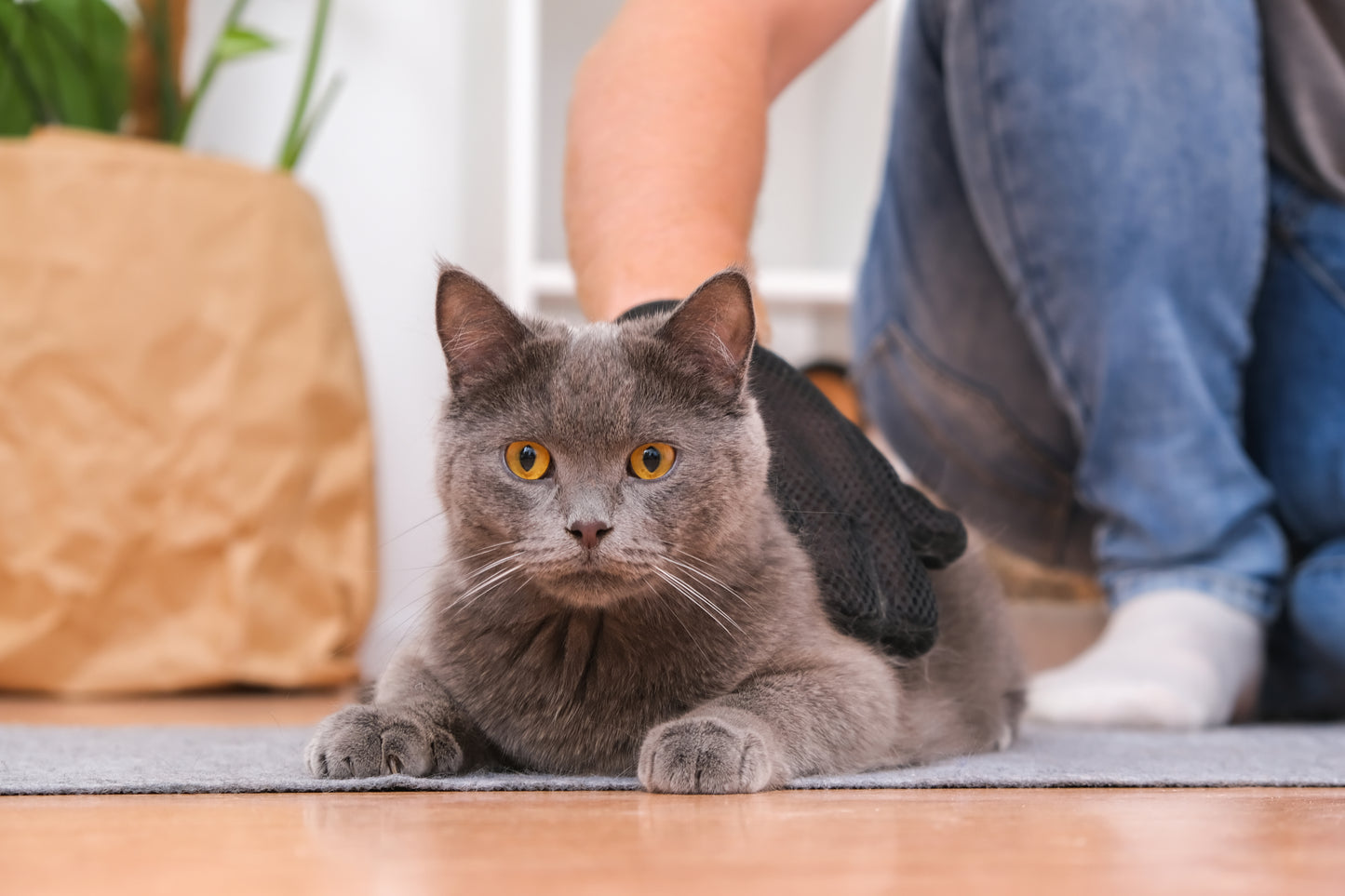 Szőrleszedő kesztyű kutyáknak és macskáknak